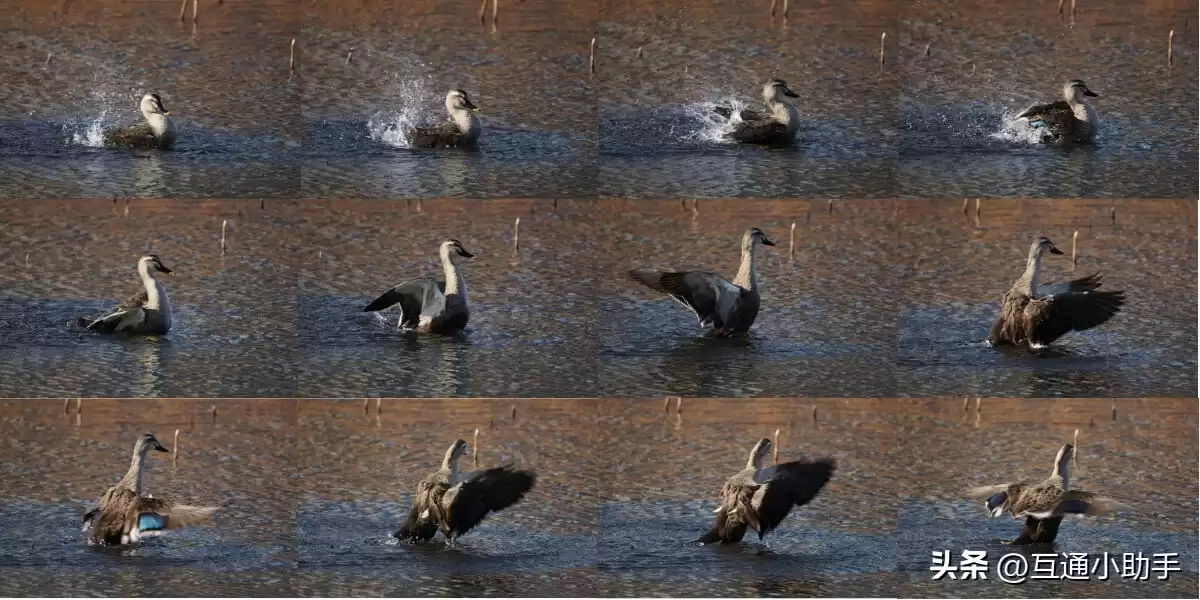 零基础也能拍出大片！野鸟摄影终极指南：从镜头到参数，一步到位