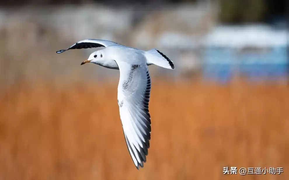 零基础也能拍出大片！野鸟摄影终极指南：从镜头到参数，一步到位