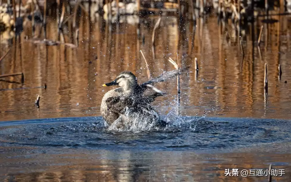 零基础也能拍出大片！野鸟摄影终极指南：从镜头到参数，一步到位