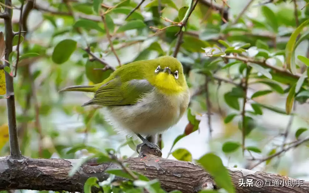零基础也能拍出大片！野鸟摄影终极指南：从镜头到参数，一步到位