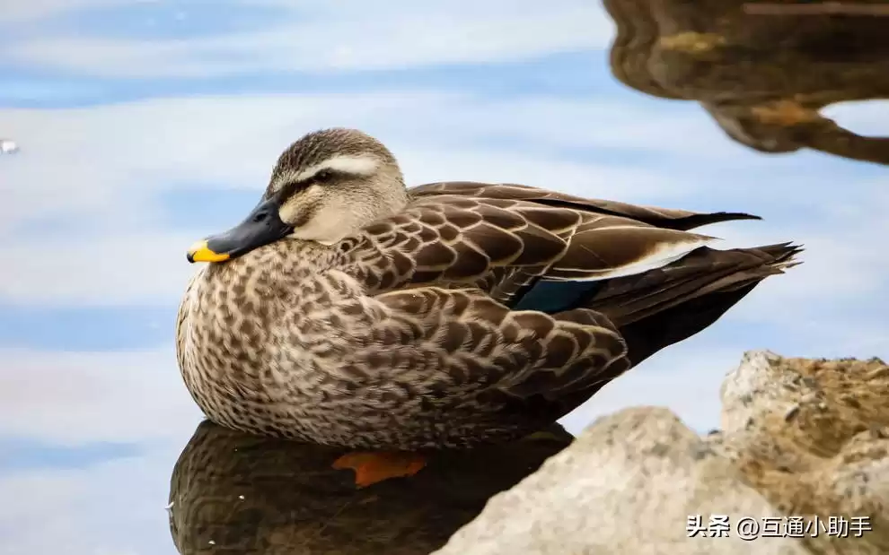 零基础也能拍出大片！野鸟摄影终极指南：从镜头到参数，一步到位