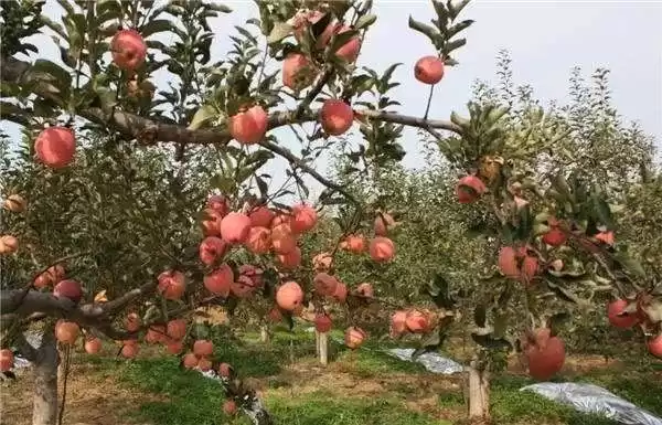 颠覆传统种植！现代苹果矮化密植技术，省地早果高产全解析！