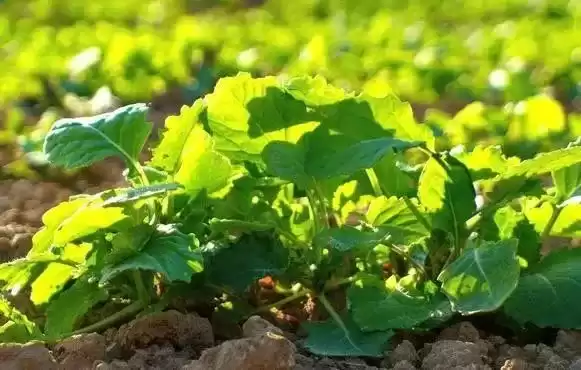 农业未来已来！十项颠覆性技术，你必须立刻掌握！