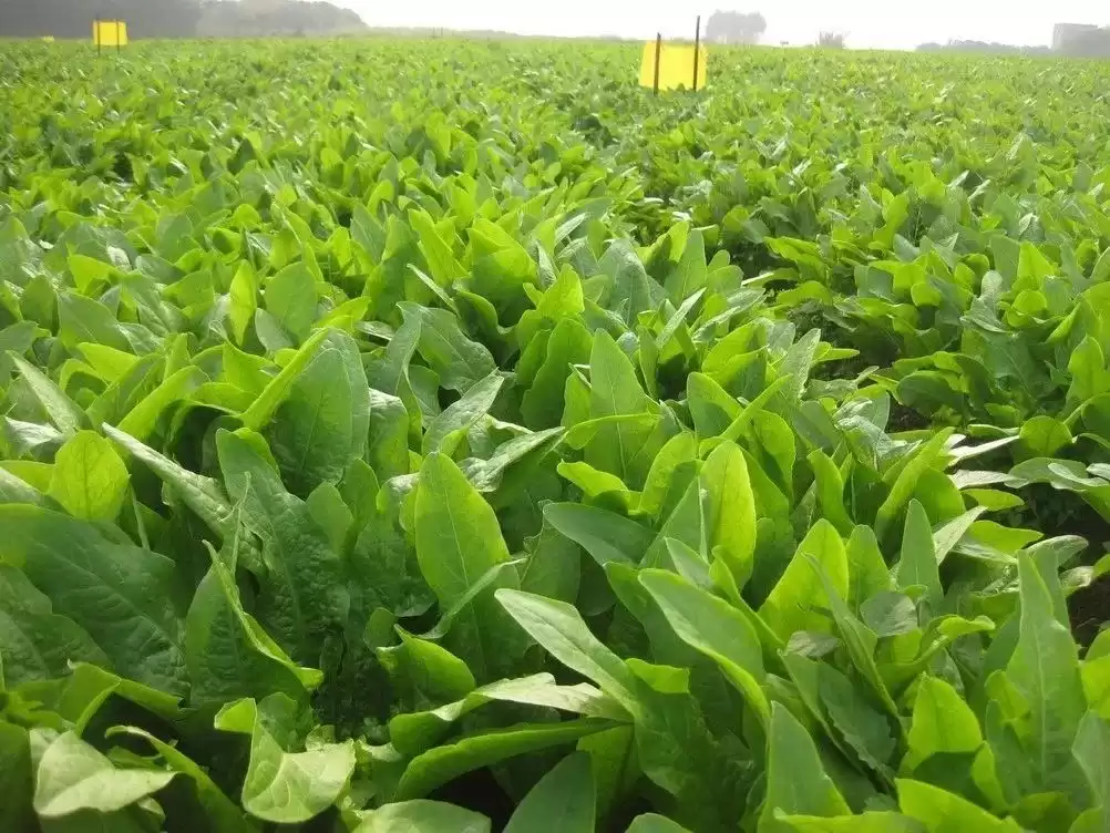 农业未来已来！十项颠覆性技术，你必须立刻掌握！