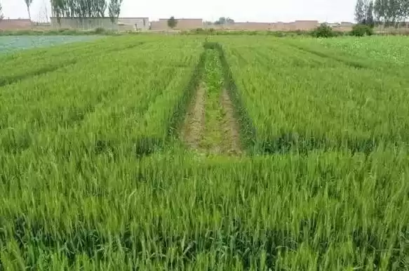 农业未来已来！十项颠覆性技术，你必须立刻掌握！