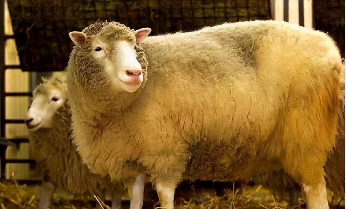 DNA克隆革命：科研成果大曝光，永生梦想近在咫尺？