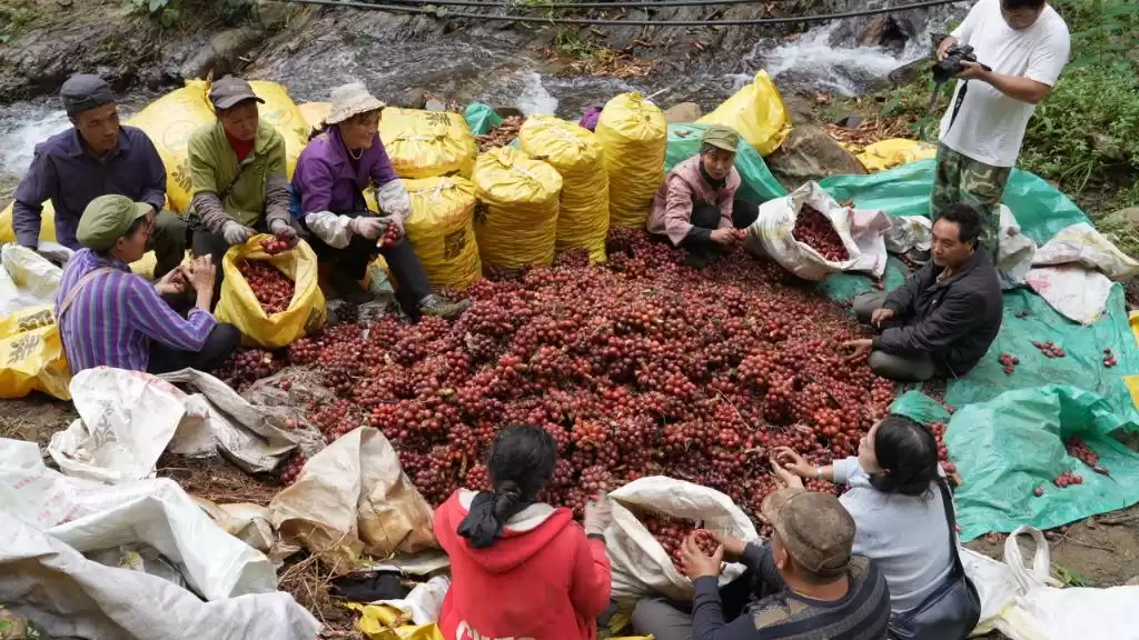 无人机飞跃天堑！怒江草果运输大变革，决胜“十四五”农业现代化收官战