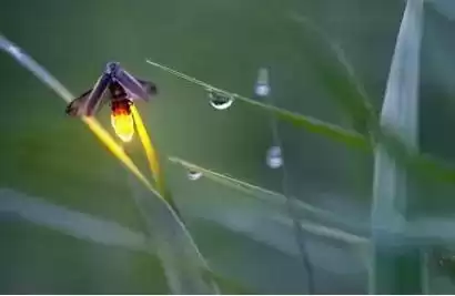 萤火虫灭绝倒计时：年赚百万的暴利，正在吞噬最后的微光！