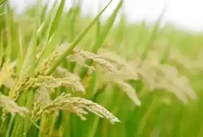 萤火虫灭绝倒计时：年赚百万的暴利，正在吞噬最后的微光！