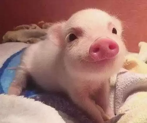 1024开发者节震撼来袭：AI黑科技全景曝光，百场论坛引爆创新浪潮！