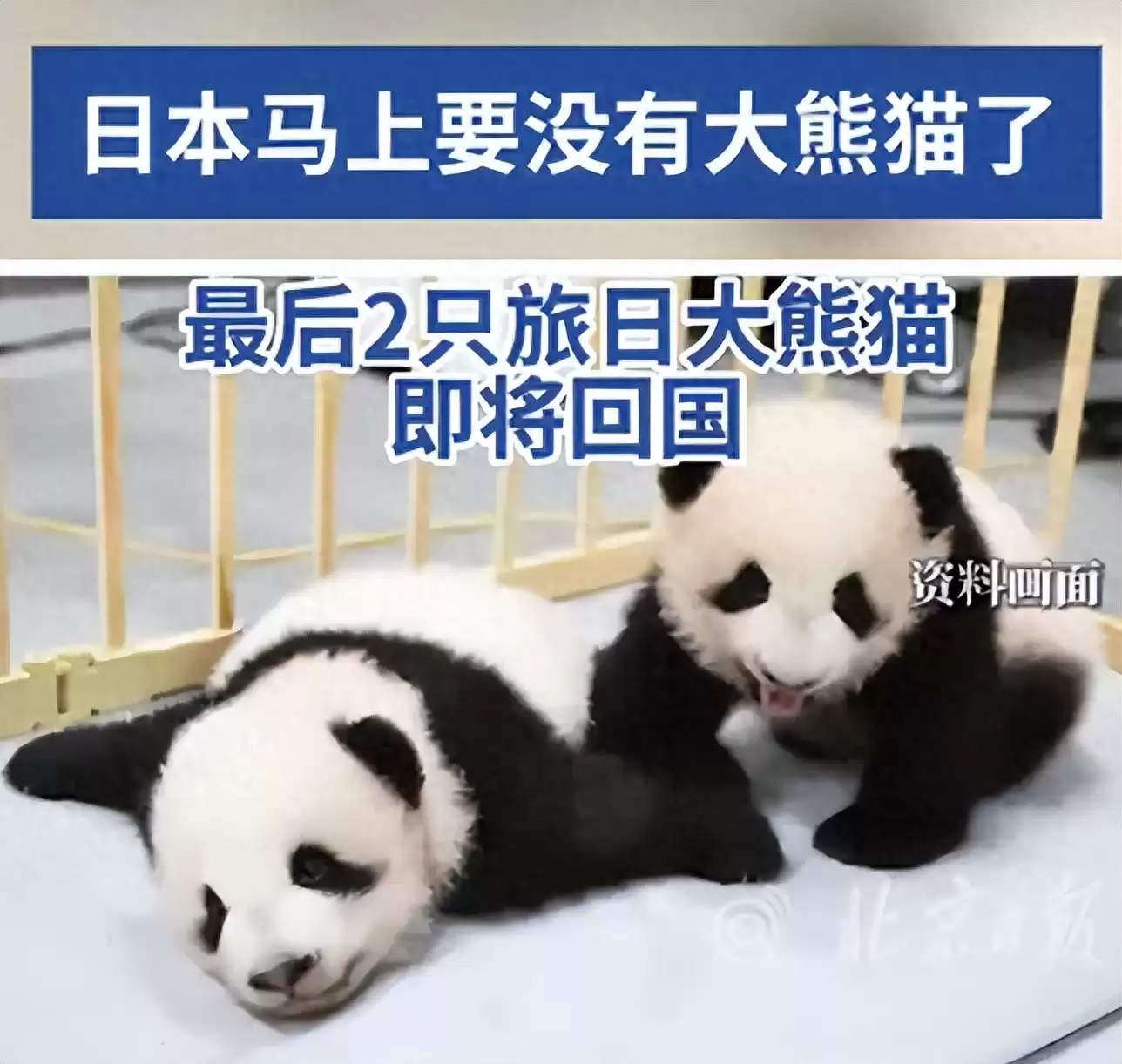 政客一句狂言，日本痛失“国宝级”经济引擎：54年熊猫时代终结，年损超300亿！