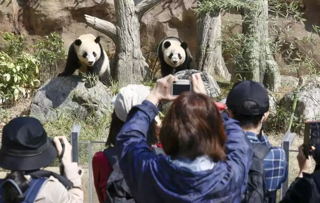 政客一句狂言，日本痛失“国宝级”经济引擎：54年熊猫时代终结，年损超300亿！