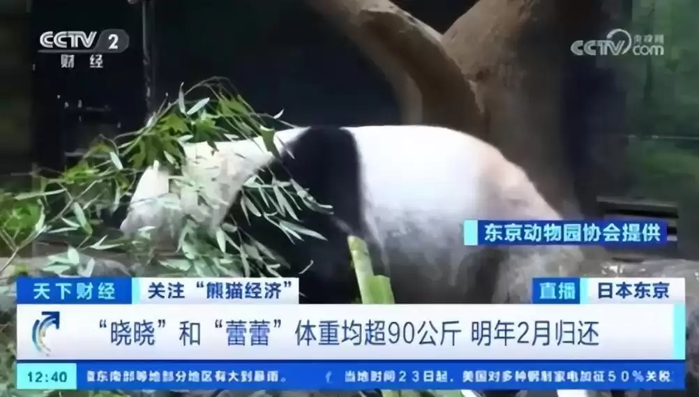 政客一句狂言，日本痛失“国宝级”经济引擎：54年熊猫时代终结，年损超300亿！
