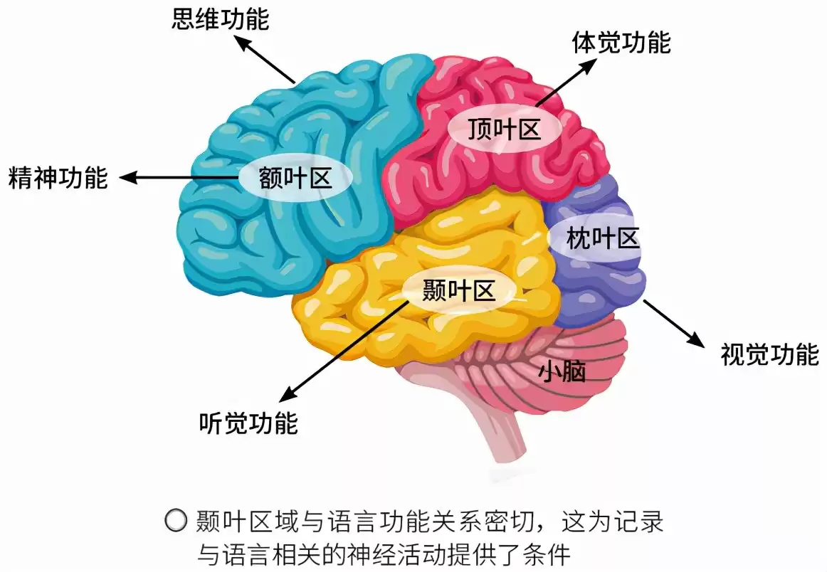 意念透明时代？AI“读心术”正在破译你的脑电波！