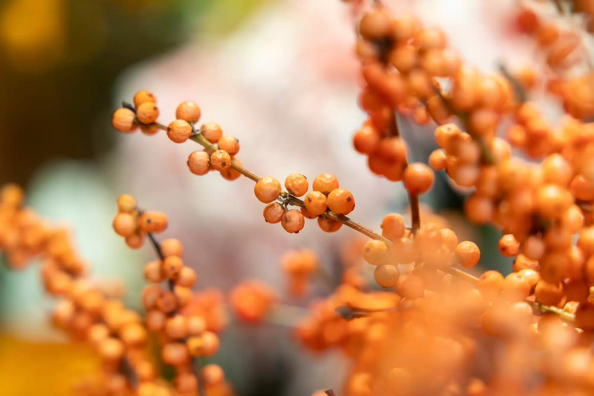 全能王者登场！佳能EOS R6 Mark III深度评测：3250万像素+7K视频，颠覆你的创作想象