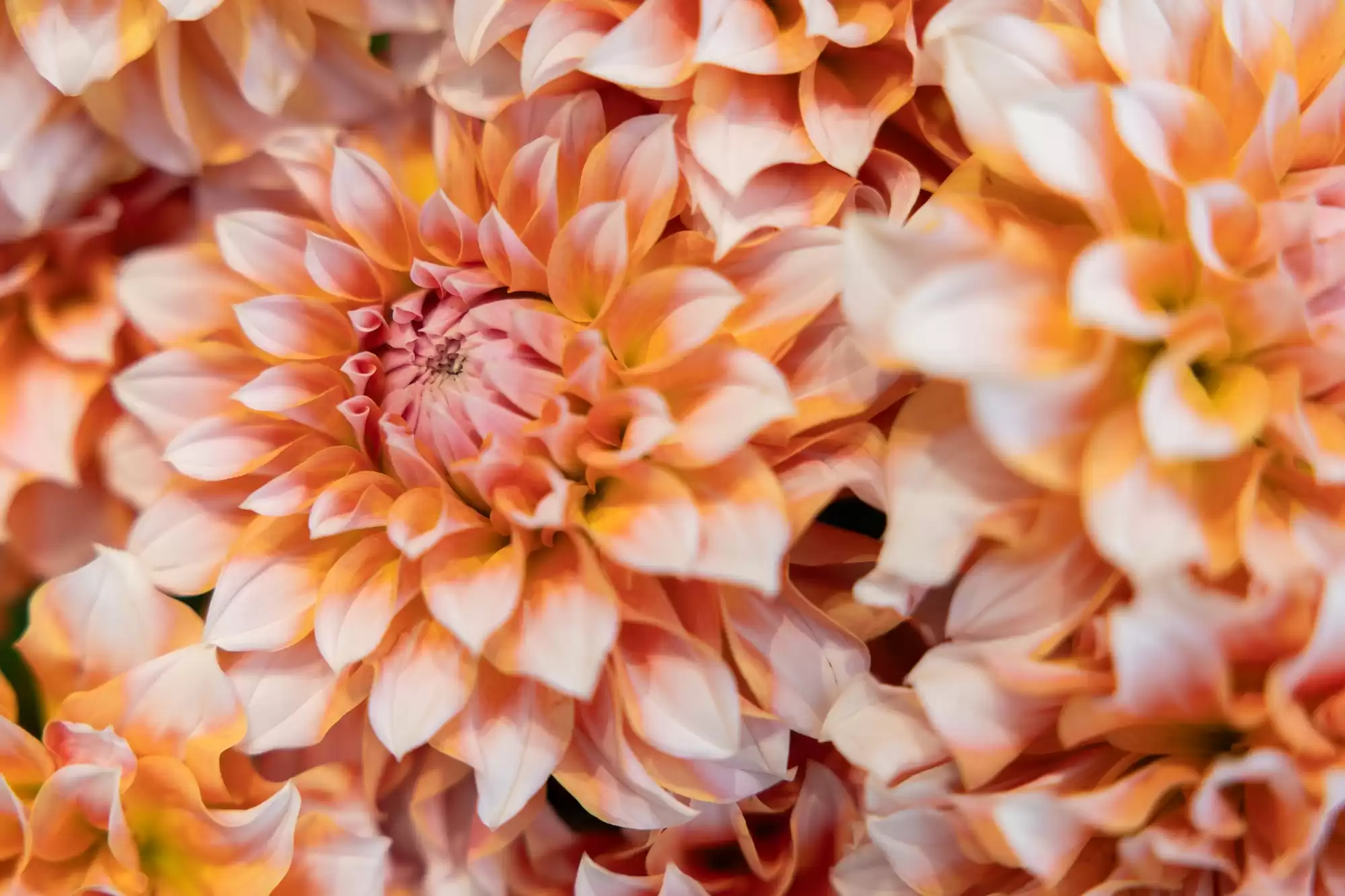 全能王者登场！佳能EOS R6 Mark III深度评测：3250万像素+7K视频，颠覆你的创作想象