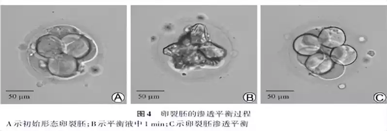 胚胎“时光暂停术”大：玻璃化冷冻，点亮生育新希望-第4张图片-正海烽科技 - 领先的只能推广行业，智能制造解决方案提供商
