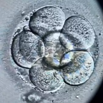 胚胎“时光暂停术”大:玻璃化冷冻,点亮生育新希望-第2张图片-正海烽科技 - 领先的只能推广行业,智能制造解决方案提供商 胚胎“时光暂停术”大:玻璃化冷冻,点亮生育新希望-第2张图片-正海烽科技 - 领先的只能推广行业,智能制造解决方案提供商