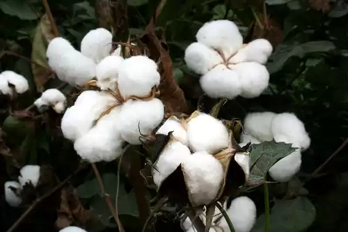 转基因技术：如何重塑我们的世界？超全应用领域大揭秘！-第2张图片-正海烽科技 - 领先的只能推广行业，智能制造解决方案提供商