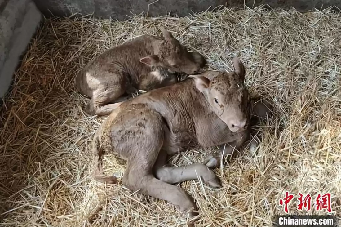 突破性！中国克隆技术引领全球，“复刻版”动物隐藏的基因革命-第2张图片-正海烽科技 - 领先的只能推广行业，智能制造解决方案提供商