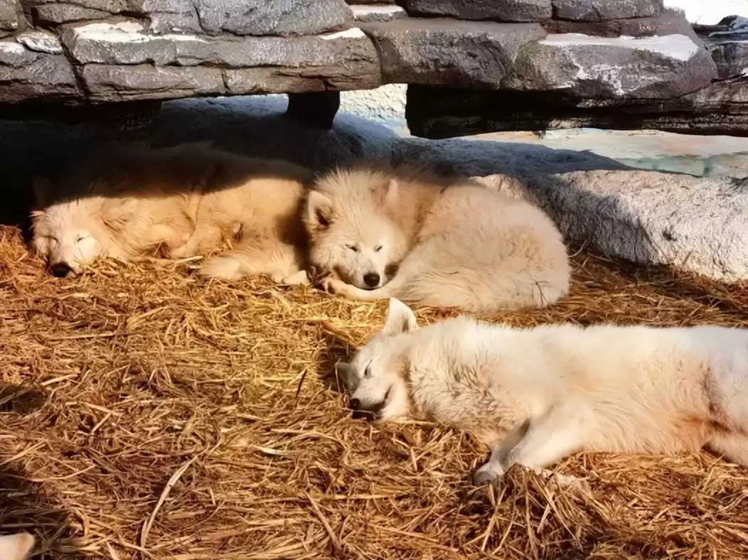 突破性！中国克隆技术引领全球，“复刻版”动物隐藏的基因革命-第3张图片-正海烽科技 - 领先的只能推广行业，智能制造解决方案提供商