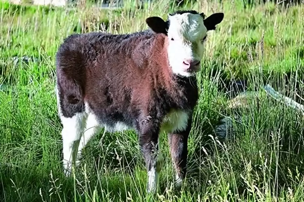 突破性！中国克隆技术引领全球，“复刻版”动物隐藏的基因革命-第1张图片-正海烽科技 - 领先的只能推广行业，智能制造解决方案提供商