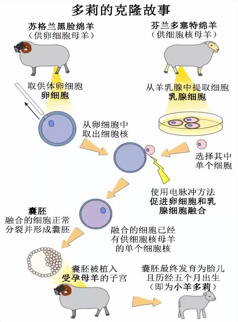 突破性！中国克隆技术引领全球，“复刻版”动物隐藏的基因革命-第4张图片-正海烽科技 - 领先的只能推广行业，智能制造解决方案提供商