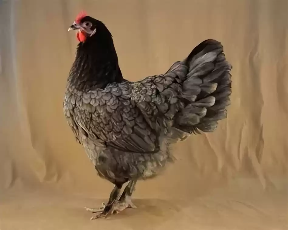 突破性！中国克隆技术引领全球，“复刻版”动物隐藏的基因革命-第8张图片-正海烽科技 - 领先的只能推广行业，智能制造解决方案提供商