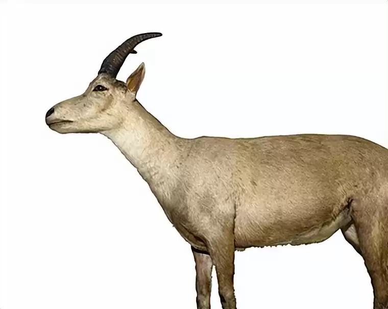 突破性！中国克隆技术引领全球，“复刻版”动物隐藏的基因革命-第9张图片-正海烽科技 - 领先的只能推广行业，智能制造解决方案提供商