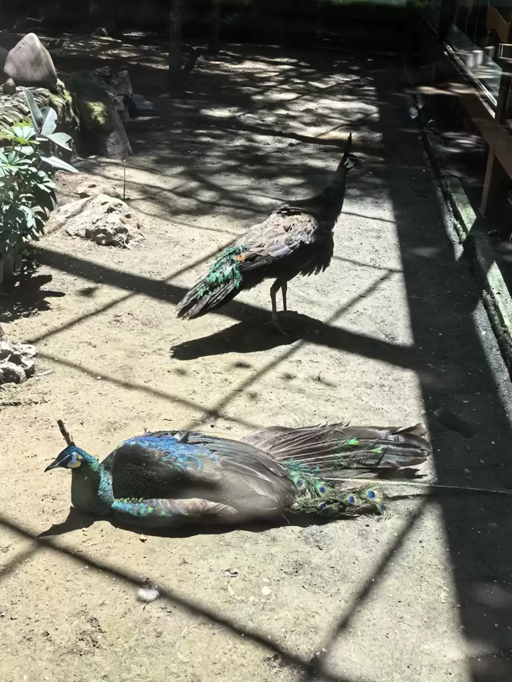 突破性！中国克隆技术引领全球，“复刻版”动物隐藏的基因革命-第7张图片-正海烽科技 - 领先的只能推广行业，智能制造解决方案提供商