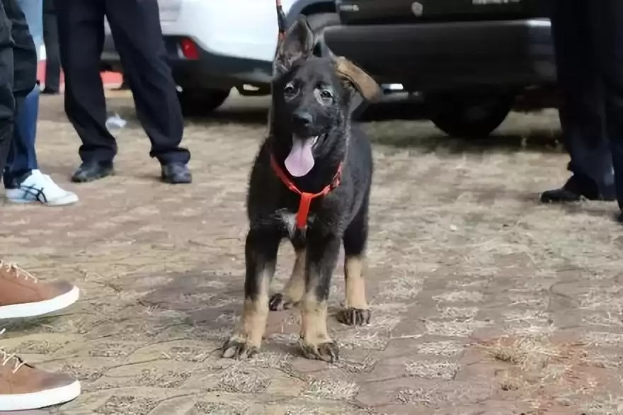 突破性！中国克隆技术引领全球，“复刻版”动物隐藏的基因革命-第13张图片-正海烽科技 - 领先的只能推广行业，智能制造解决方案提供商