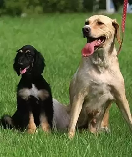 突破性！中国克隆技术引领全球，“复刻版”动物隐藏的基因革命-第12张图片-正海烽科技 - 领先的只能推广行业，智能制造解决方案提供商