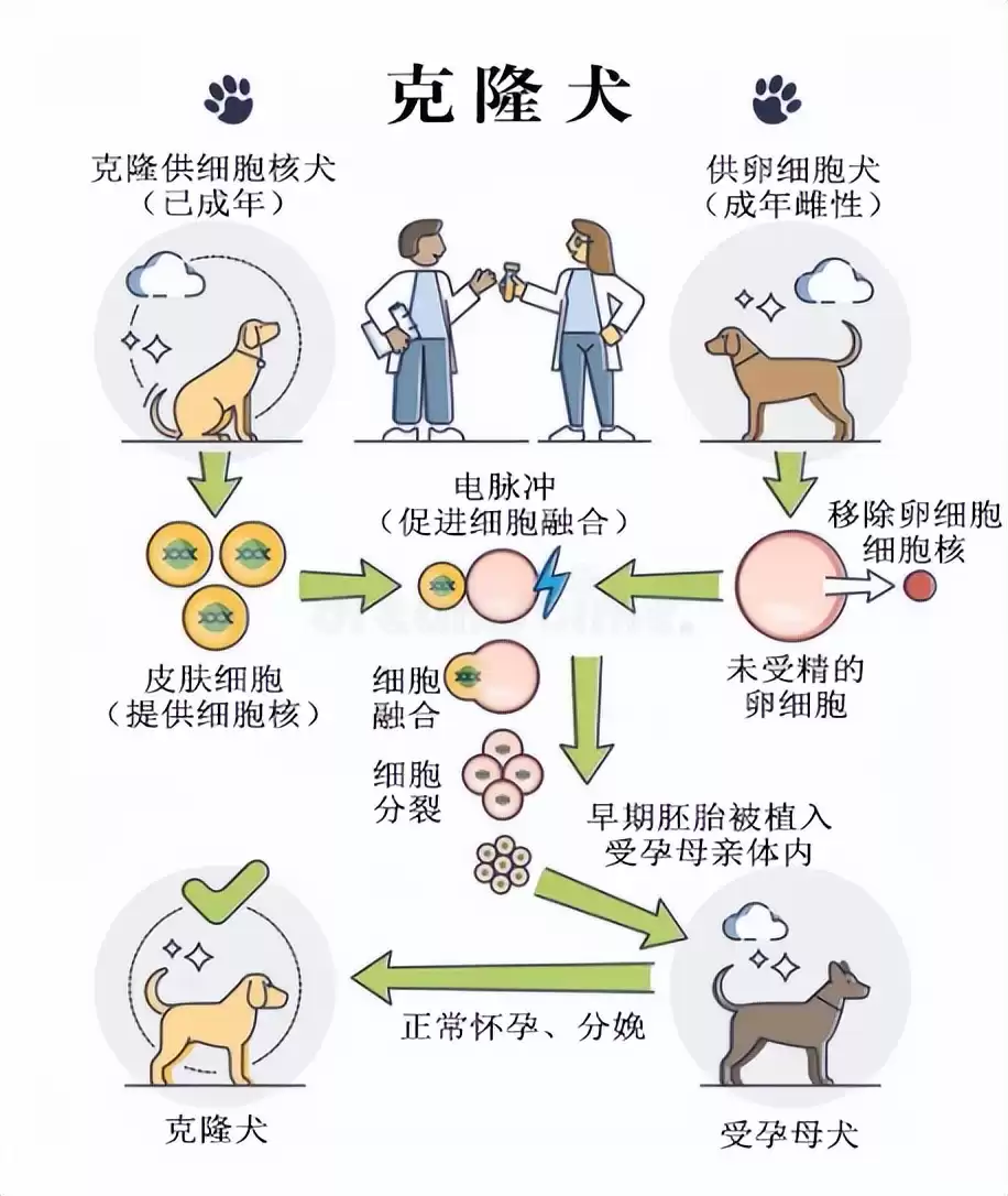 突破性！中国克隆技术引领全球，“复刻版”动物隐藏的基因革命-第11张图片-正海烽科技 - 领先的只能推广行业，智能制造解决方案提供商