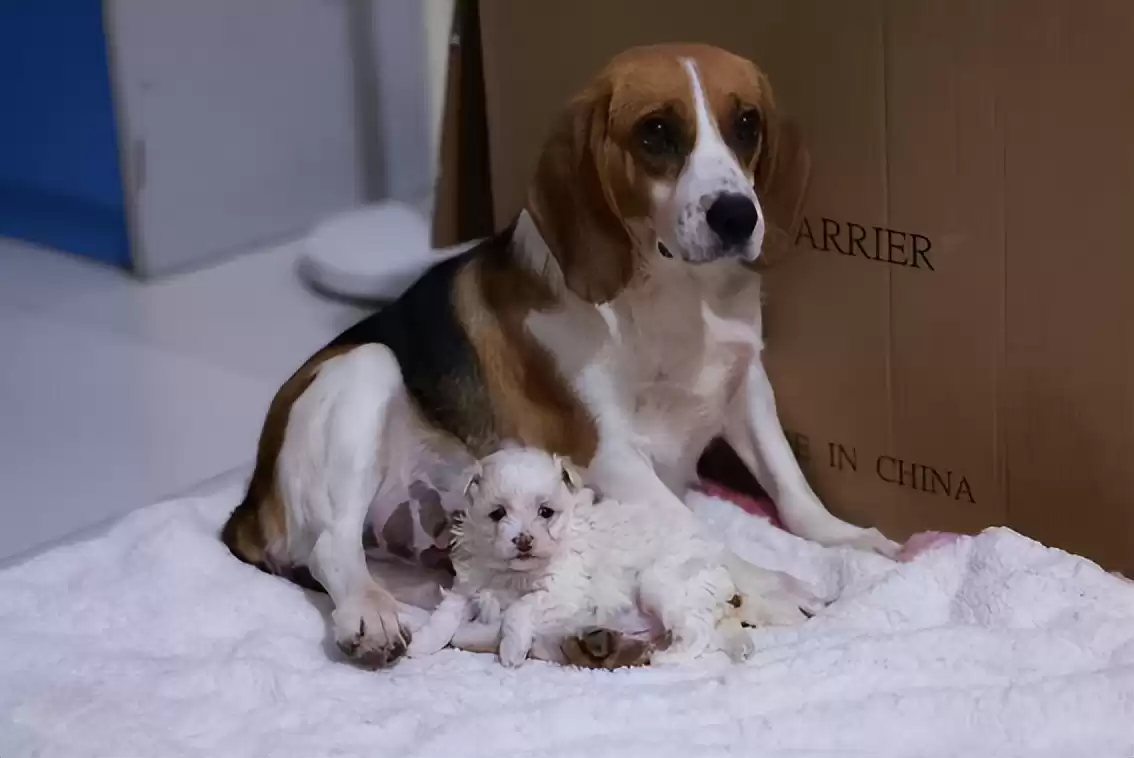 突破性！中国克隆技术引领全球，“复刻版”动物隐藏的基因革命-第14张图片-正海烽科技 - 领先的只能推广行业，智能制造解决方案提供商