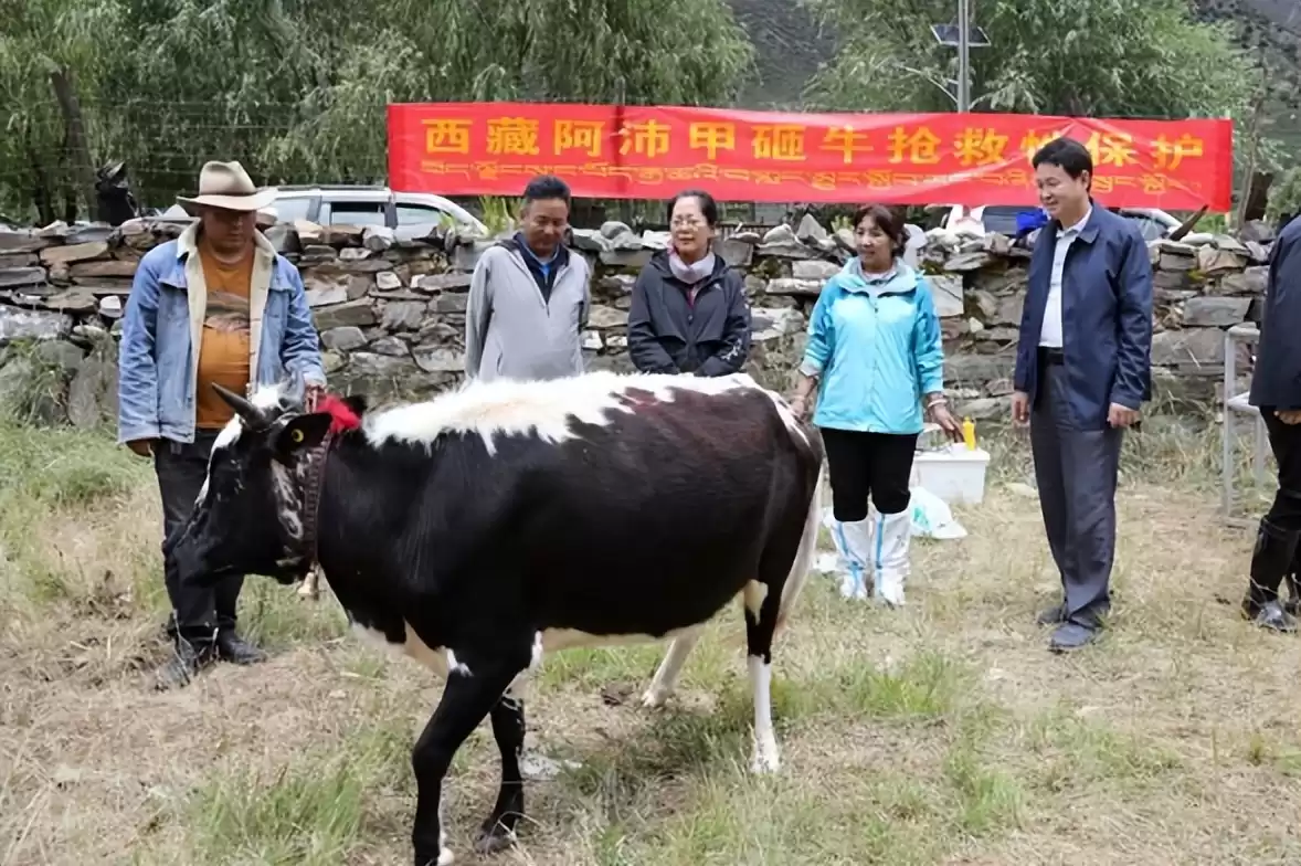 突破性！中国克隆技术引领全球，“复刻版”动物隐藏的基因革命-第15张图片-正海烽科技 - 领先的只能推广行业，智能制造解决方案提供商