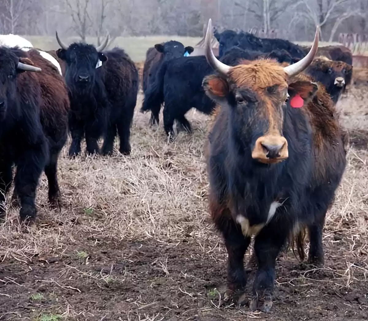 突破性！中国克隆技术引领全球，“复刻版”动物隐藏的基因革命-第17张图片-正海烽科技 - 领先的只能推广行业，智能制造解决方案提供商