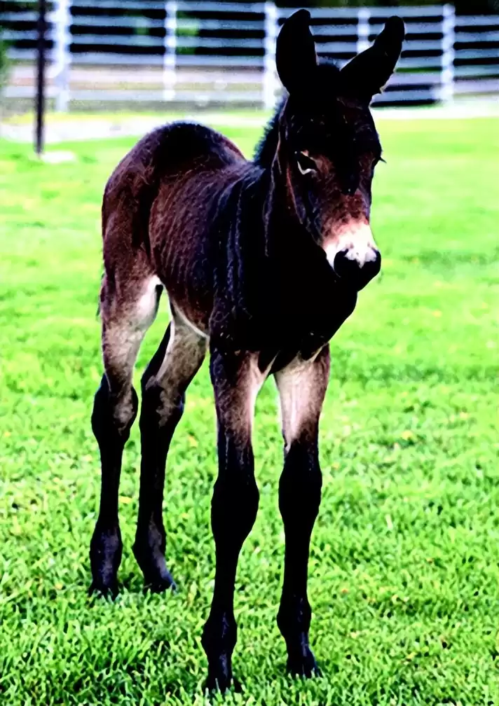 突破性！中国克隆技术引领全球，“复刻版”动物隐藏的基因革命-第18张图片-正海烽科技 - 领先的只能推广行业，智能制造解决方案提供商