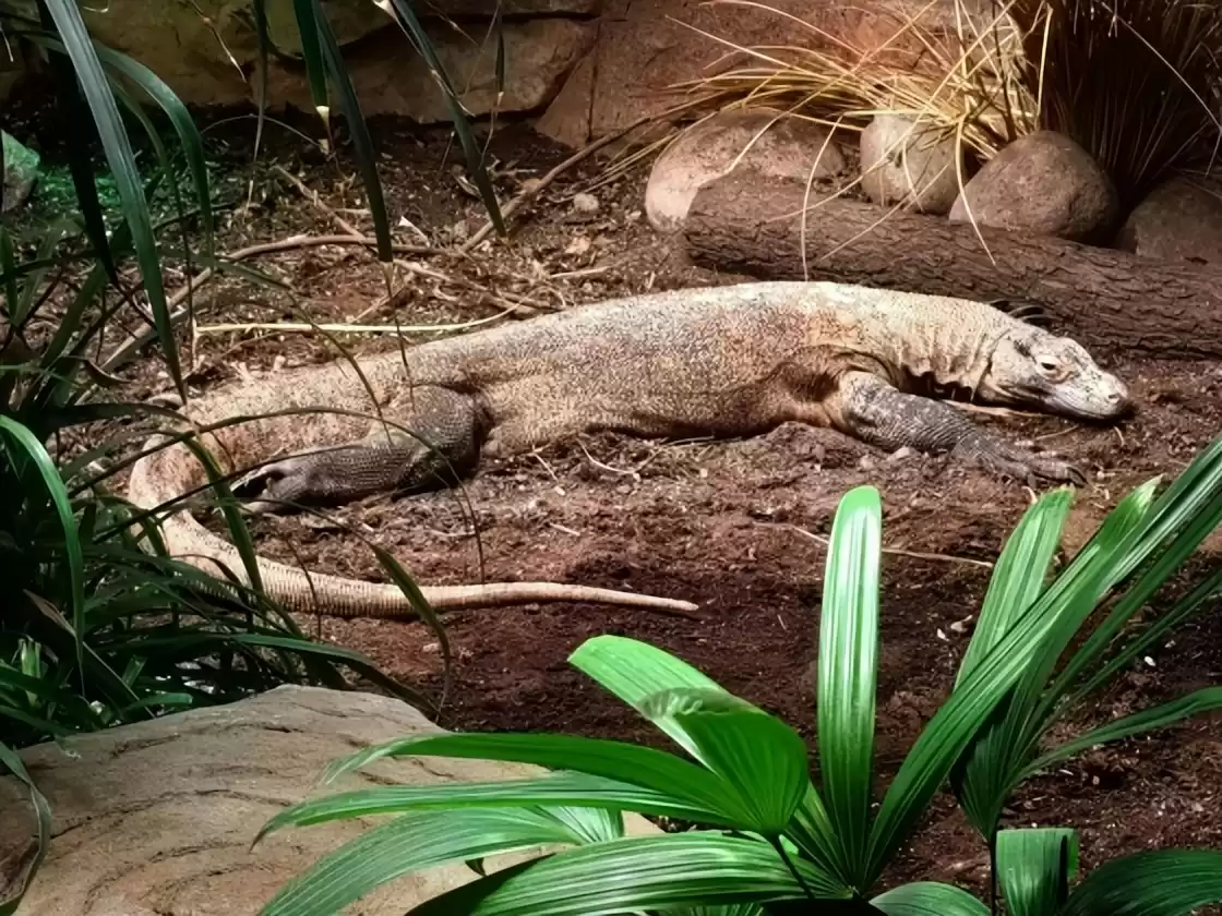 突破性！中国克隆技术引领全球，“复刻版”动物隐藏的基因革命-第22张图片-正海烽科技 - 领先的只能推广行业，智能制造解决方案提供商