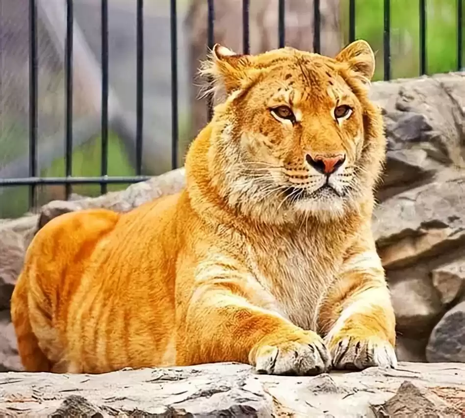 突破性！中国克隆技术引领全球，“复刻版”动物隐藏的基因革命-第21张图片-正海烽科技 - 领先的只能推广行业，智能制造解决方案提供商