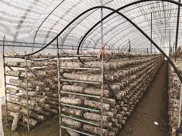实战赋能！临县香菇产业技术培训现场直击