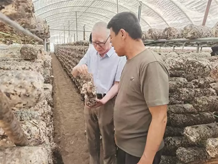 实战赋能！临县香菇产业技术培训现场直击