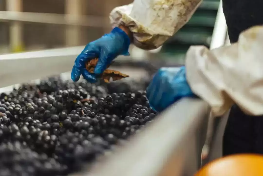 红葡萄酒酿造：从果实到琼浆的蜕变之旅