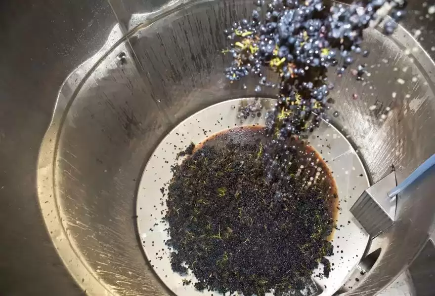 红葡萄酒酿造：从果实到琼浆的蜕变之旅