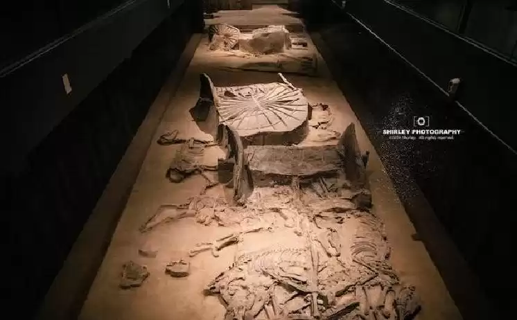 爆炸性发现！51年前北京寻油竟挖出万根木桩地下宫殿，全国震撼！