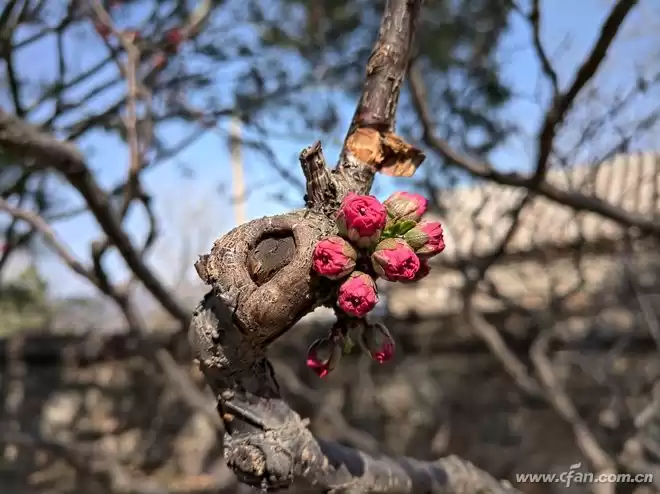 五摄颠覆影像！诺基亚9 PureView：PureView技术重塑手机摄影极限