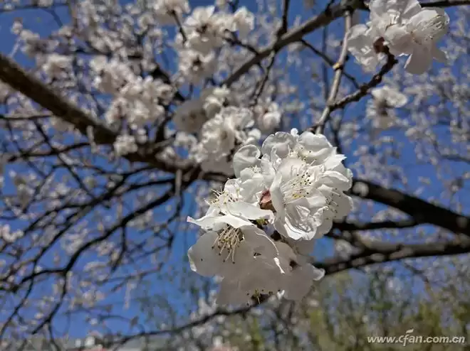 五摄颠覆影像！诺基亚9 PureView：PureView技术重塑手机摄影极限