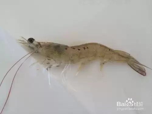 探寻斑节对虾高效养殖秘诀，让鬼虾成为你的致富宝贝-第2张图片-正海烽科技 - 领先的只能推广行业，智能制造解决方案提供商