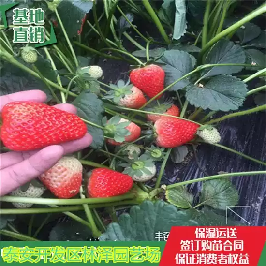 探寻章姬草莓的种植奥秘：从品种特性到实战技巧-第1张图片-正海烽科技 - 领先的只能推广行业，智能制造解决方案提供商