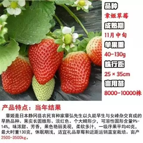 探寻章姬草莓的种植奥秘：从品种特性到实战技巧-第2张图片-正海烽科技 - 领先的只能推广行业，智能制造解决方案提供商