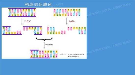 PCR技术里引物的那些门道